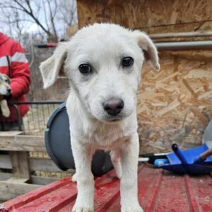 ICE (♂) - ausgereist zu Kathleen Müller (AL)