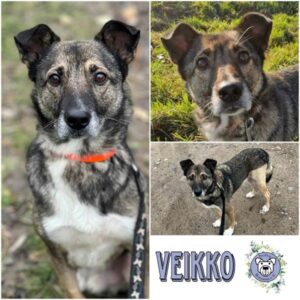 VEIKKO (♂) in 18311 Ribnitz Damgarten - vermittelt