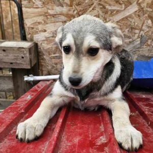 JOCELIN (♀) - ausgereist zu Vierbeiner in Not (AL)