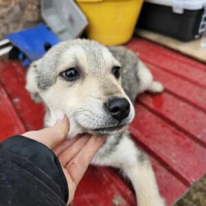 KANJA (♂) - RBB 05/25