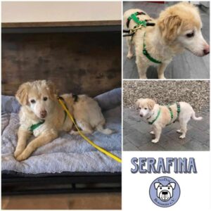 SERAFINA - Gnadenplatzhund seit dem 21.12.2024
