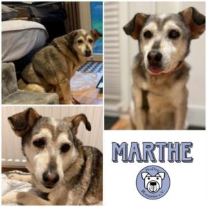 MARTHE - Gnadenplatzhund seit dem 07.12.2024