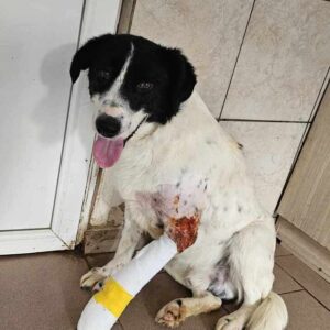 AMON (♂) - med. Notfall - durch Beißerei