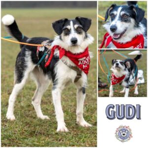 GUDI (♀) in 65232 Taunusstein - vermittelt