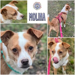 MOLINA (♀) in 18311 Ribnitz Damgarten - vermittelt