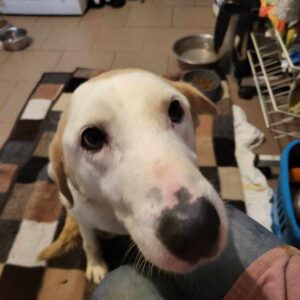 JORGE (♂) - als PDR GPH auf PDR PS (GC) - RBB 04/2025