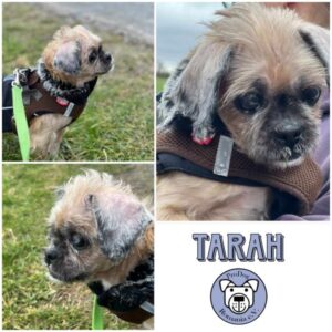 TARAH - Gnadenplatzhund seit dem 21.12.2024