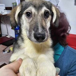 TAHMOH (♂) - wird unsicher, sollte zeitnah reisen