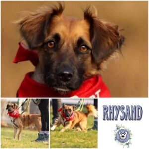 RHYSAND (♂) in 16909 Heiligengrabe - vermittelt