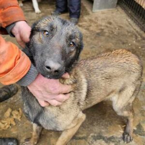 LINCHEN (♀) - ausgereist zum TH Filderstadt (AL)