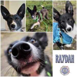 RAYDAH (♀) in 18311 Ribnitz Damgarten - vermittelt