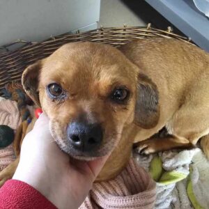 ROSALINDE (♀) - ausgereist zum TST Rösrath (AL)