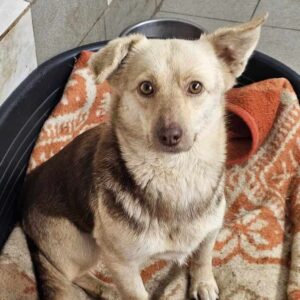 ZAMA (♀) -ausgereist zum TST Rösrath (AL)