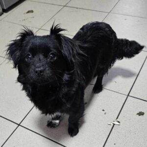 MORENA (♀) - vermittelt MD