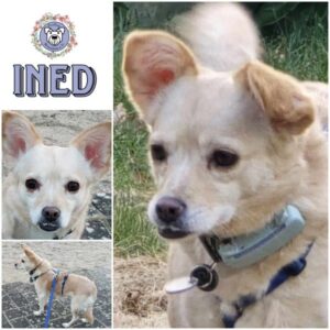 INED (♀) in 24837 Schleswig