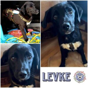 LEVKE (♀) in 55583 Bad Kreuznach - vermittelt