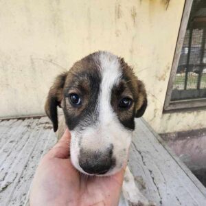 YUNA (♀) - auf PS im PLZ Bereich 18 (JW)