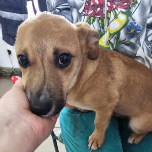 GOOOFY (♂) - ausgereist zu Kathleen Müller (AL)