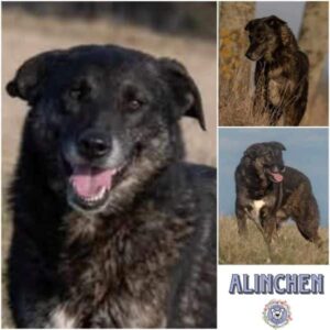 ALINCHEN (♀) in 99427 Weimar