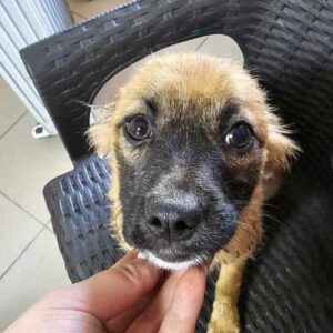 LOVELEY (♀) - ausgereist zu Vierbeiner in Not (AL)