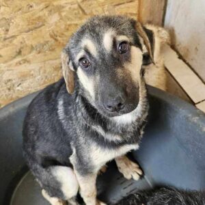 LUCILLE (♀) - Notfall - Beissopfer