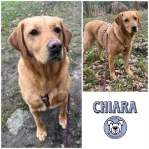CHIARA - Gnadenplatzhund seit dem 12.03.2025 - vermittelt