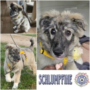 SCHLUMPFINE (♀) in 46539 Dinslaken