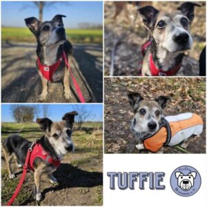 TUFFIE - Gnadenplatzhund seit dem 12.04.2025