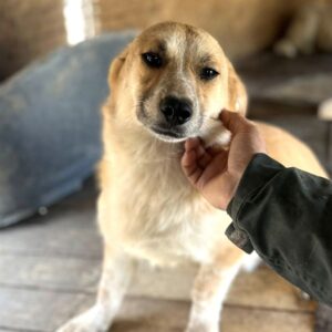 JAVAS (♂) - ausgereist zum TST Rösrath (AL)