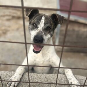 LIAM (♂) - sehr verzweifelt