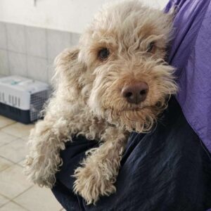 AURORA (♀) - reserviert TST (AL 07.05.)