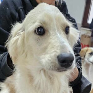 RAPUNZEL (♀) reserviert (JW 25/05)