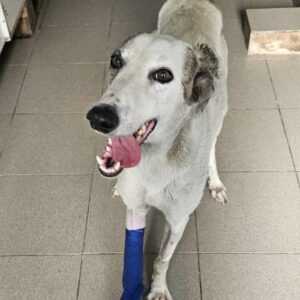 FIDDY (♀) - Notfall - Vorderlauf gebrochen