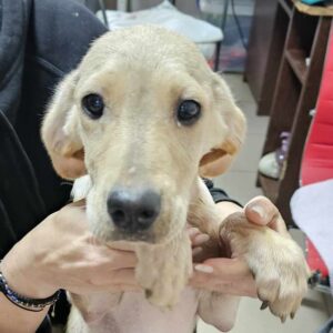 SVEDJA (♀) - reserviert LS (24.5)