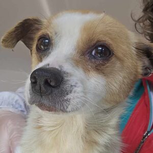 FRITTE (♂) - reserviert TINO ( 23/05)