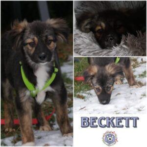 BECKETT (♀) in 21493 Möhnsen - vermittelt