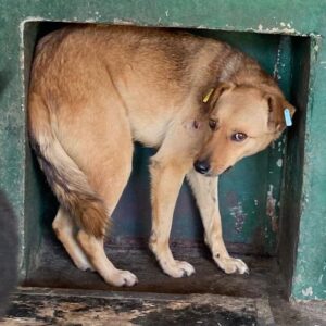 CYRUS (♂) - Bissverletzung - sollte zeitnah ausreisen!