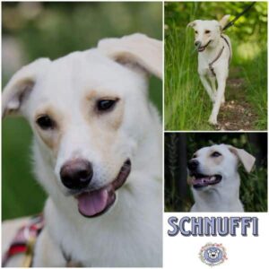 SCHNUFFI (♀) in 95466 Weidenberg - vermittelt