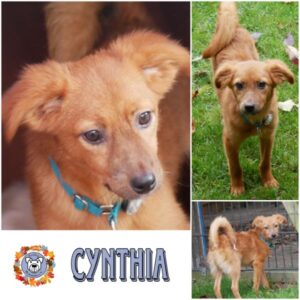 CYNTHIA (♀) in 21493 Möhnsen - vermittelt