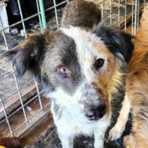 ARAN (♂) - zu dünn