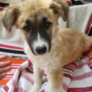 SUSANNAH (♀) - auf PDR PS im PLZ Bezirk 74 - vermittelt