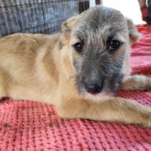 KELA (♀) - vermittelt LS