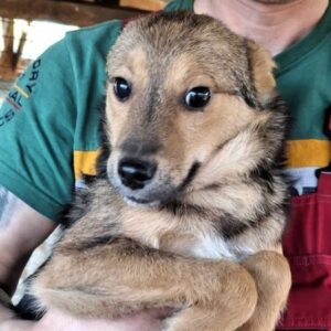 PIXI (♂) - ausgereist zu Vierbeiner in Not (AL)