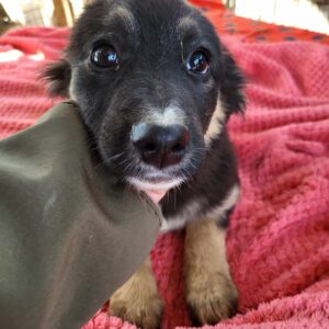 CLARISSA (♀) - auf PDR PS im PLZ Bezirk 21 - vermittelt