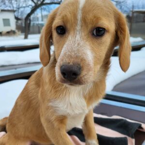 ASUNA (♀) - auf PDR PS im PLZ Bezirk 24 - vermittelt