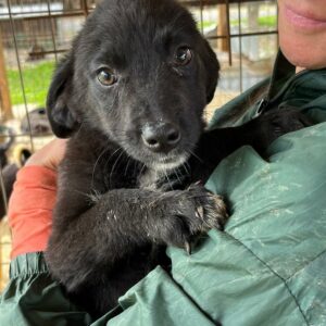 NACIM (♂) - sollte bald ausreisen - vermittelt Isabelle B.