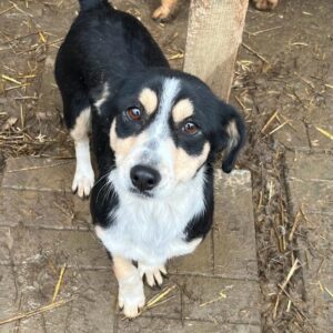 WICHITA - hat es als Kleinste im Kennel nicht leicht - vermittelt MD