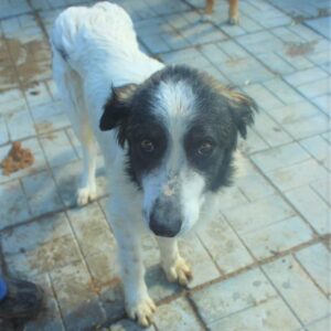 TODDY (♂) - vermisst 11/24