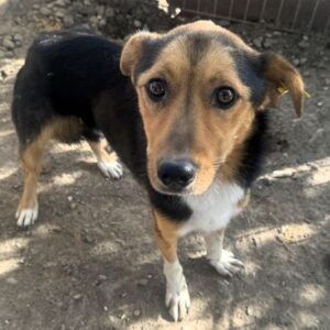 RODRIK (♂) - ausgereist zum TST Rösrath