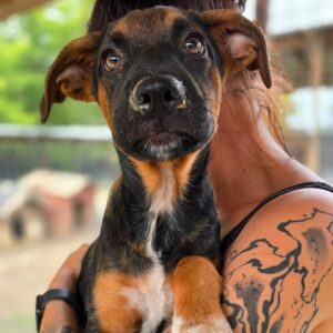 TOMTE (♂) - vermittelt MD